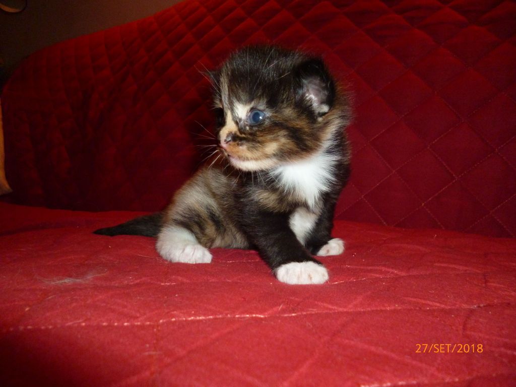 Gatti Norvegesi - cuccioli
