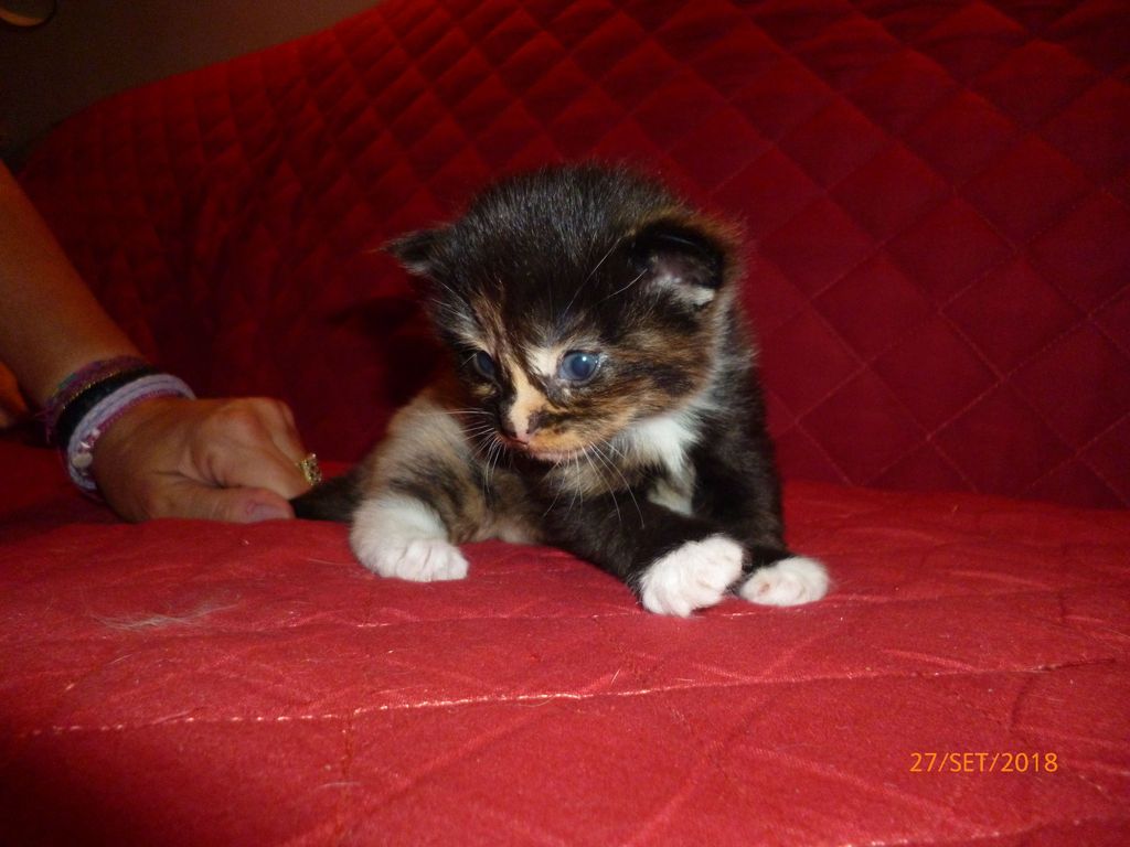 Gatti Norvegesi - cuccioli