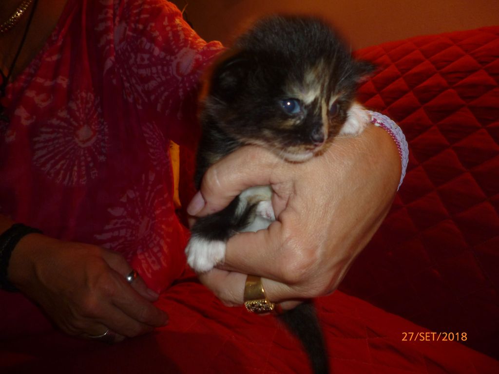 Gatti Norvegesi - cuccioli