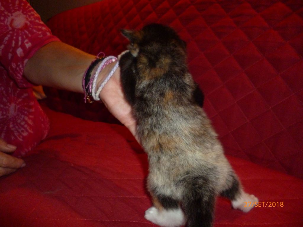 Gatti Norvegesi - cuccioli