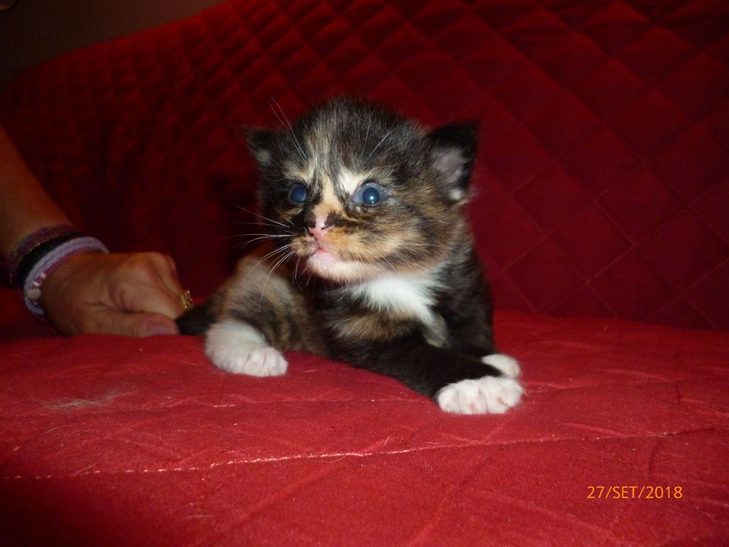 Gatti Norvegesi - cuccioli