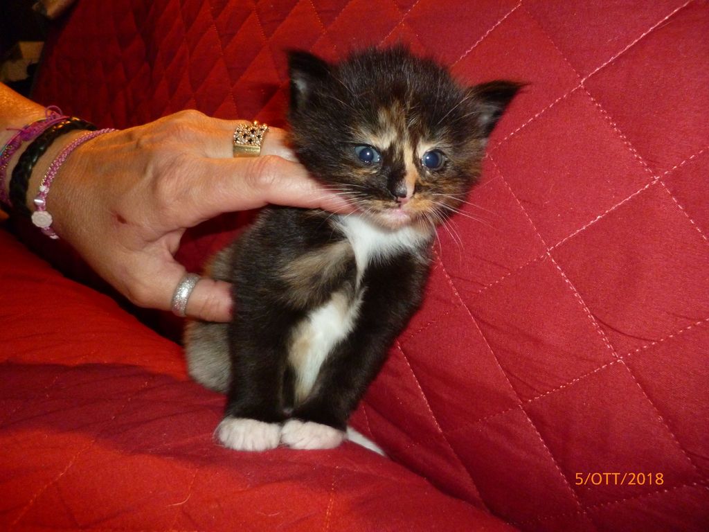 Gatti Norvegesi - cuccioli