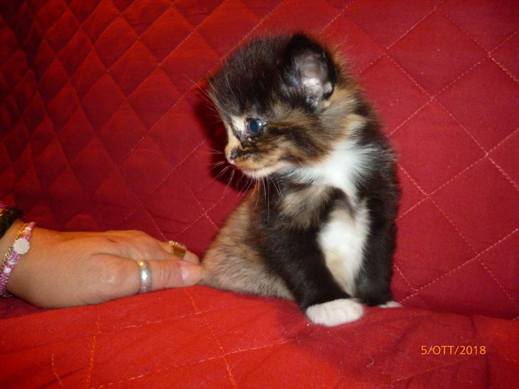Gatti Norvegesi - cuccioli
