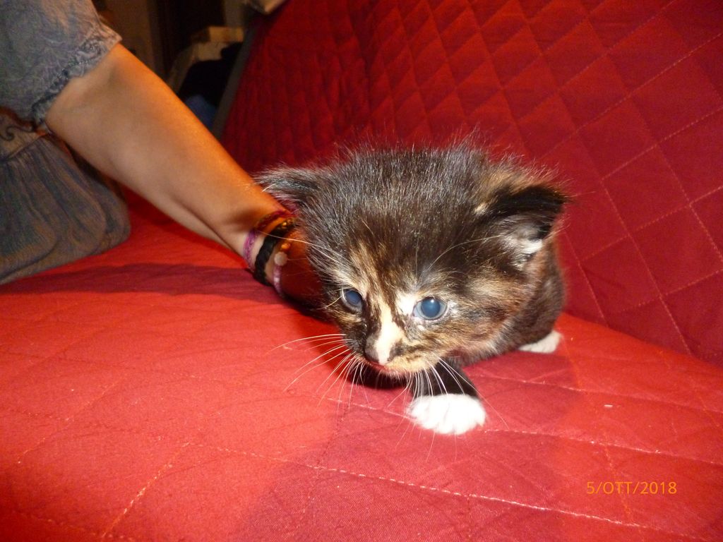 Gatti Norvegesi - cuccioli