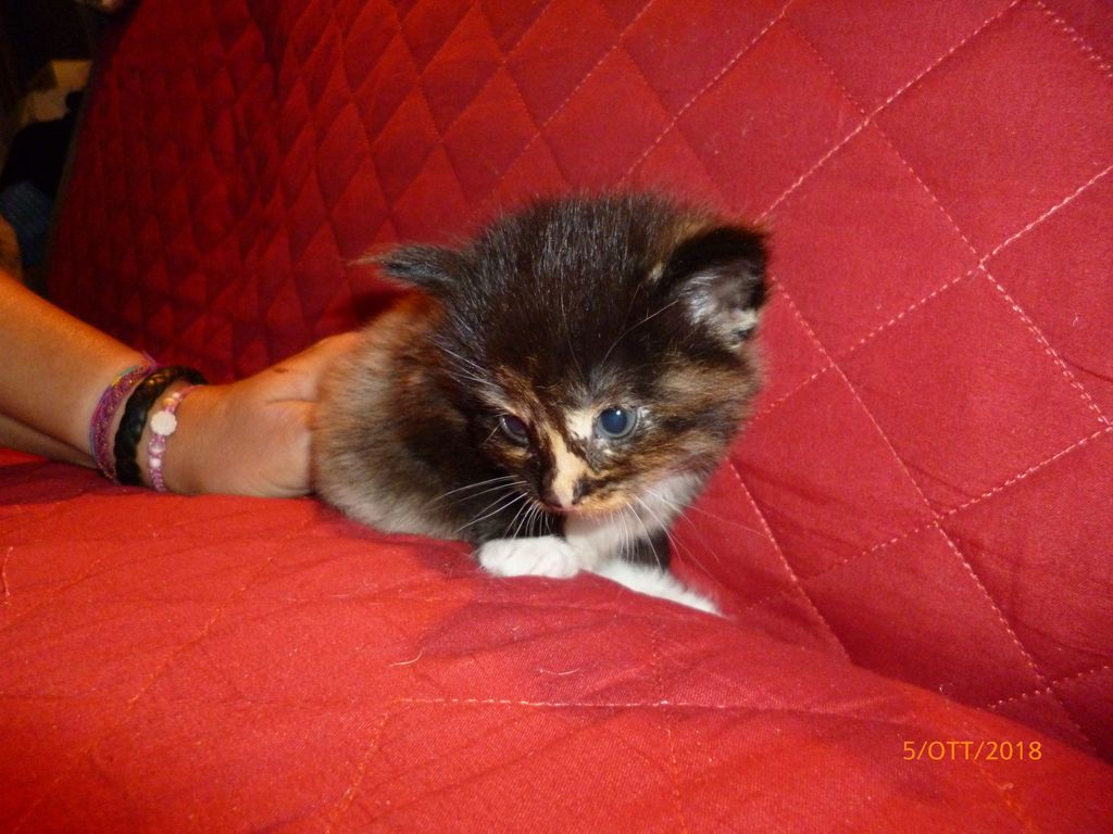 Gatti Norvegesi - cuccioli