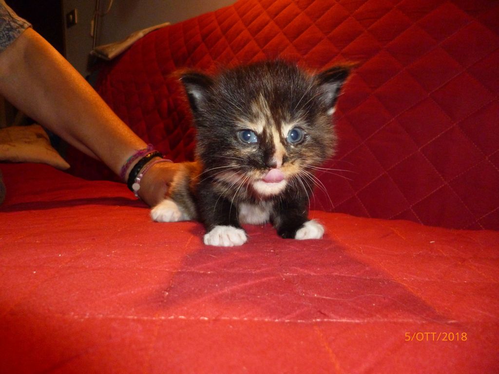 Gatti Norvegesi - cuccioli