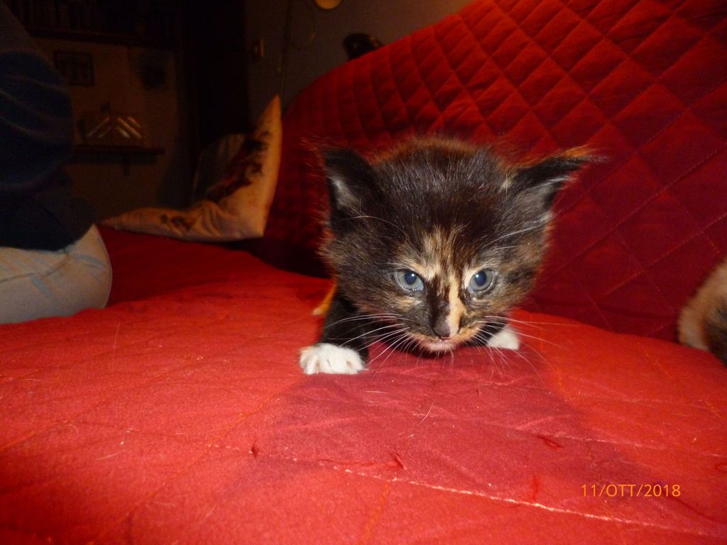 Gatti Norvegesi - cuccioli