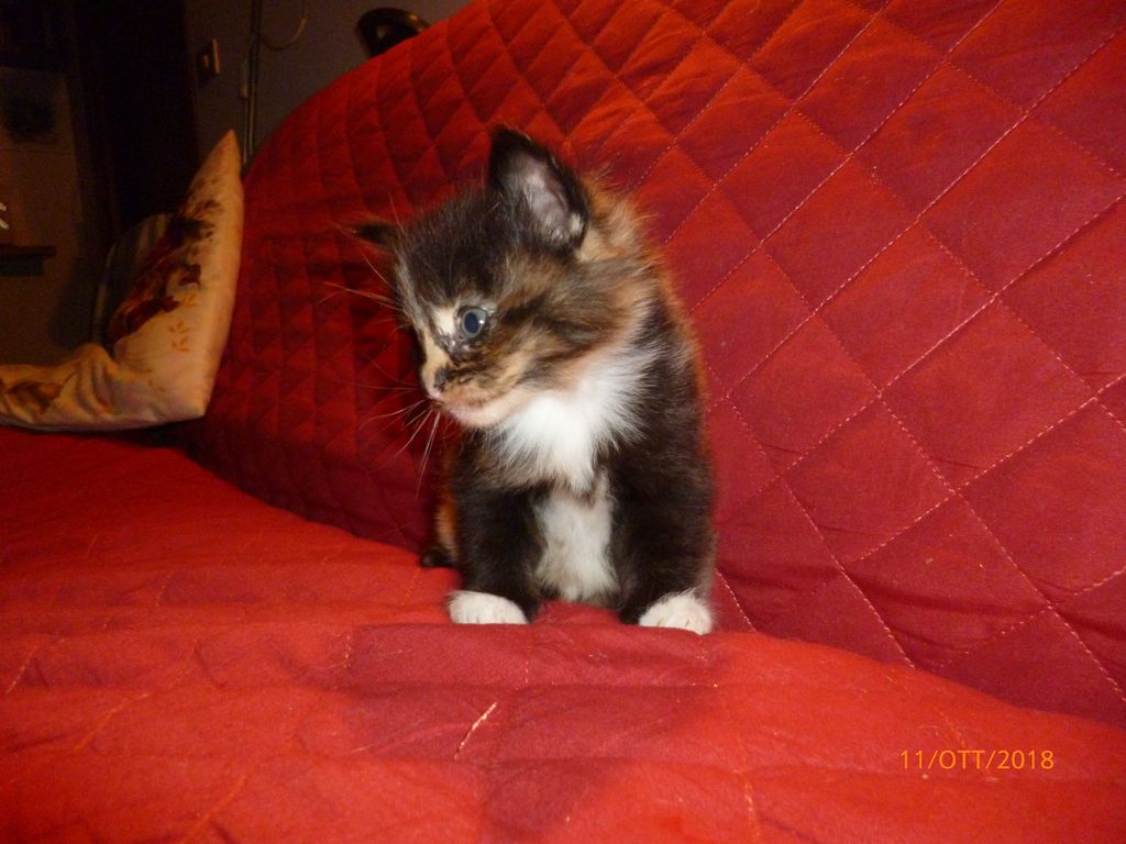 Gatti Norvegesi - cuccioli