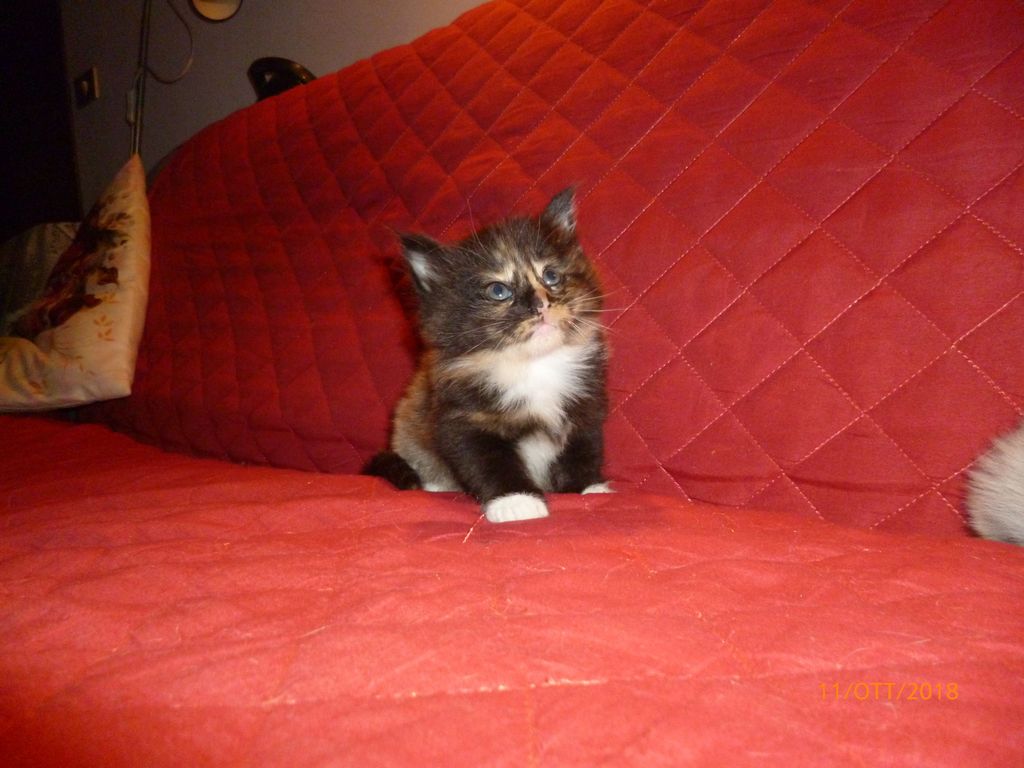 Gatti Norvegesi - cuccioli