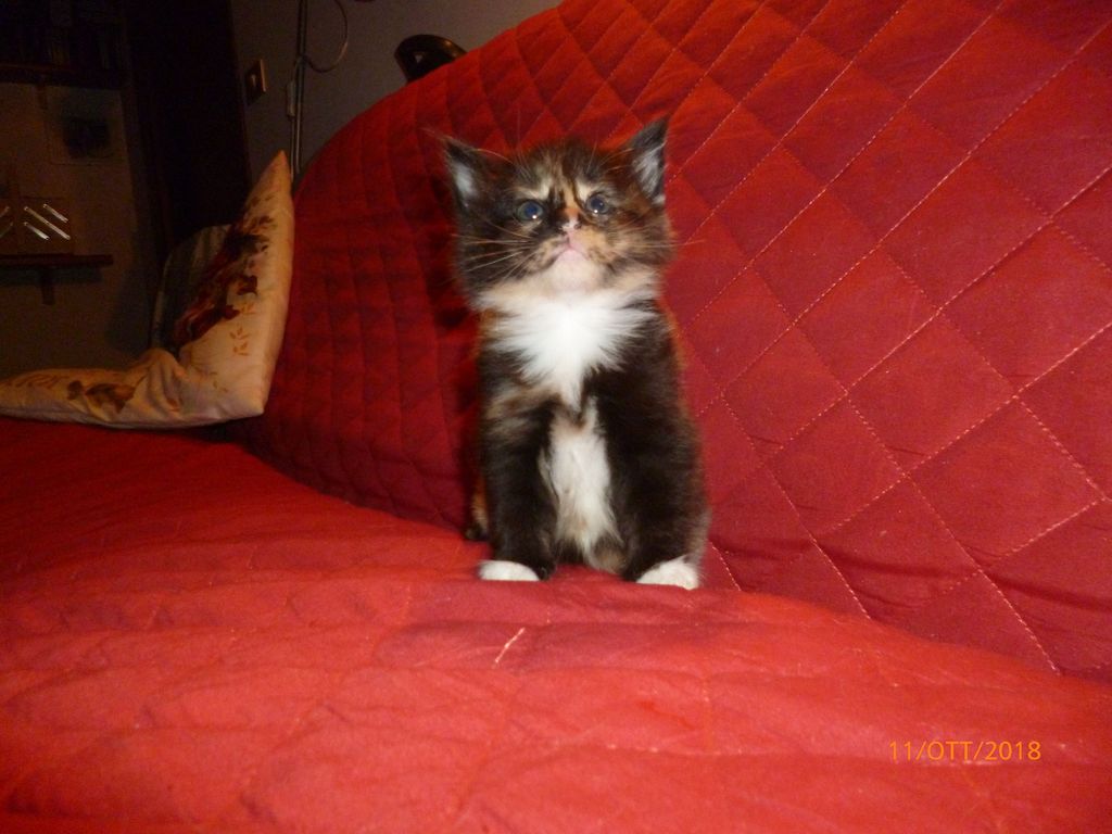 Gatti Norvegesi - cuccioli
