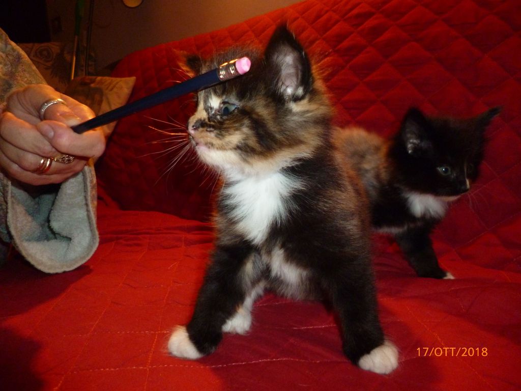 Gatti Norvegesi - cuccioli