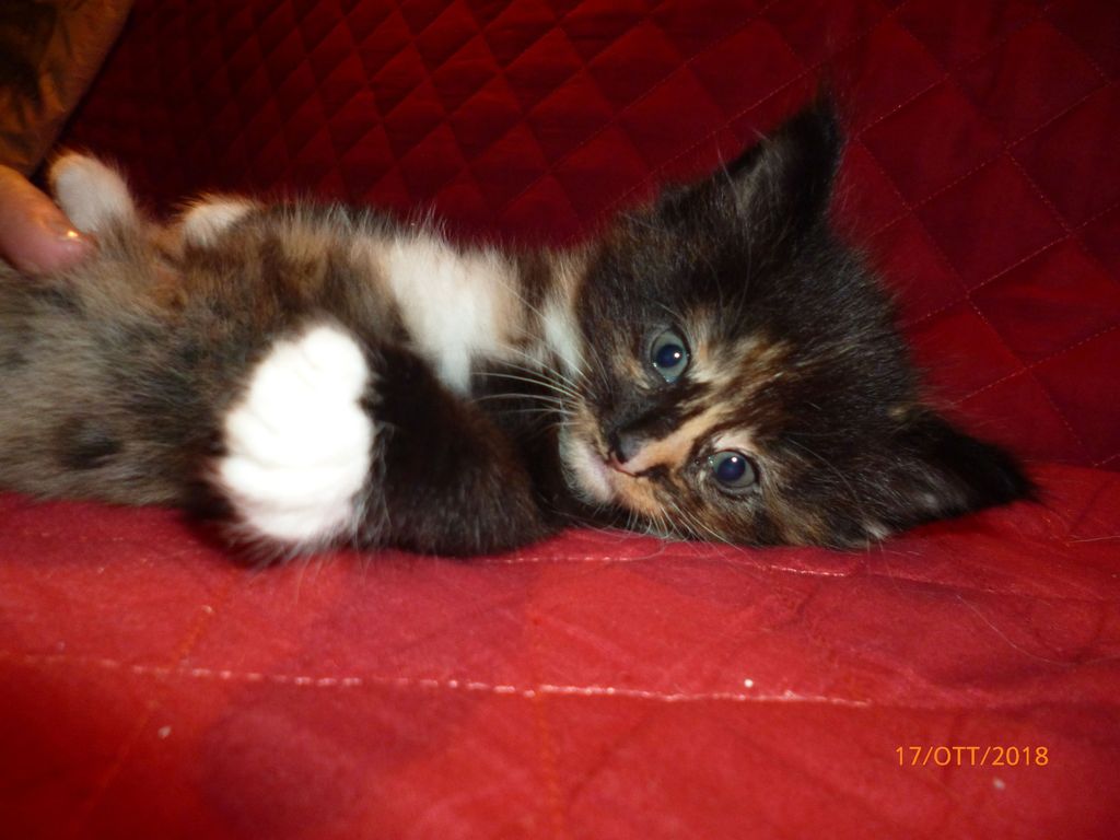 Gatti Norvegesi - cuccioli