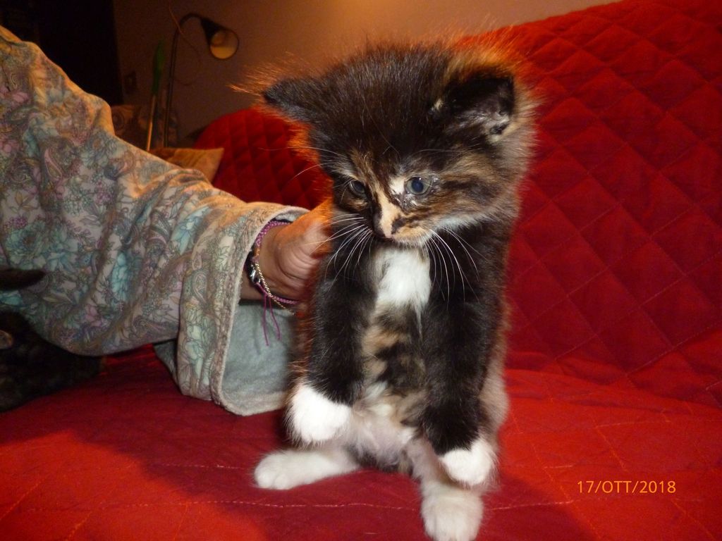 Gatti Norvegesi - cuccioli