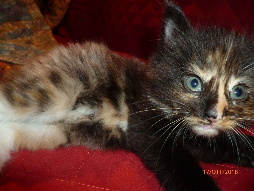 Gatti Norvegesi - cuccioli