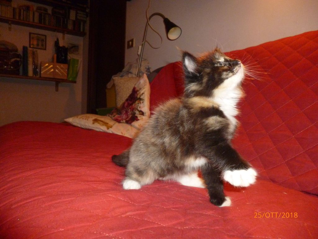 Gatti Norvegesi - cuccioli