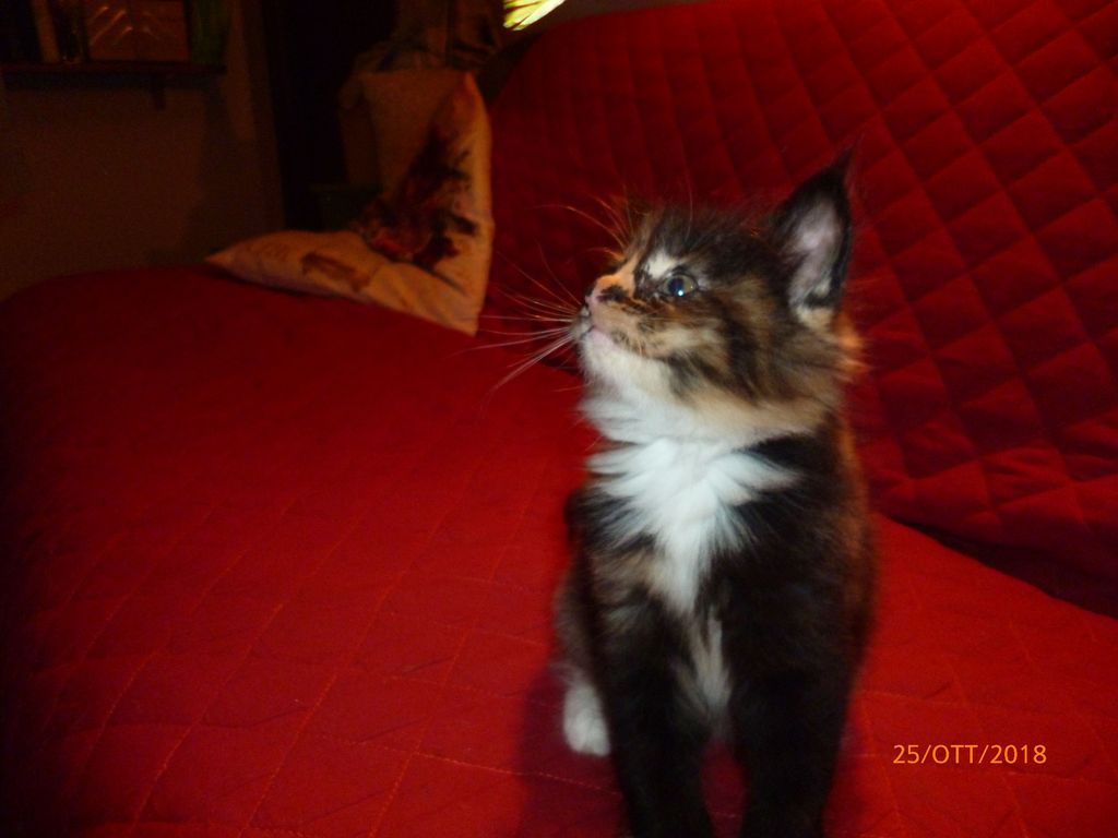 Gatti Norvegesi - cuccioli
