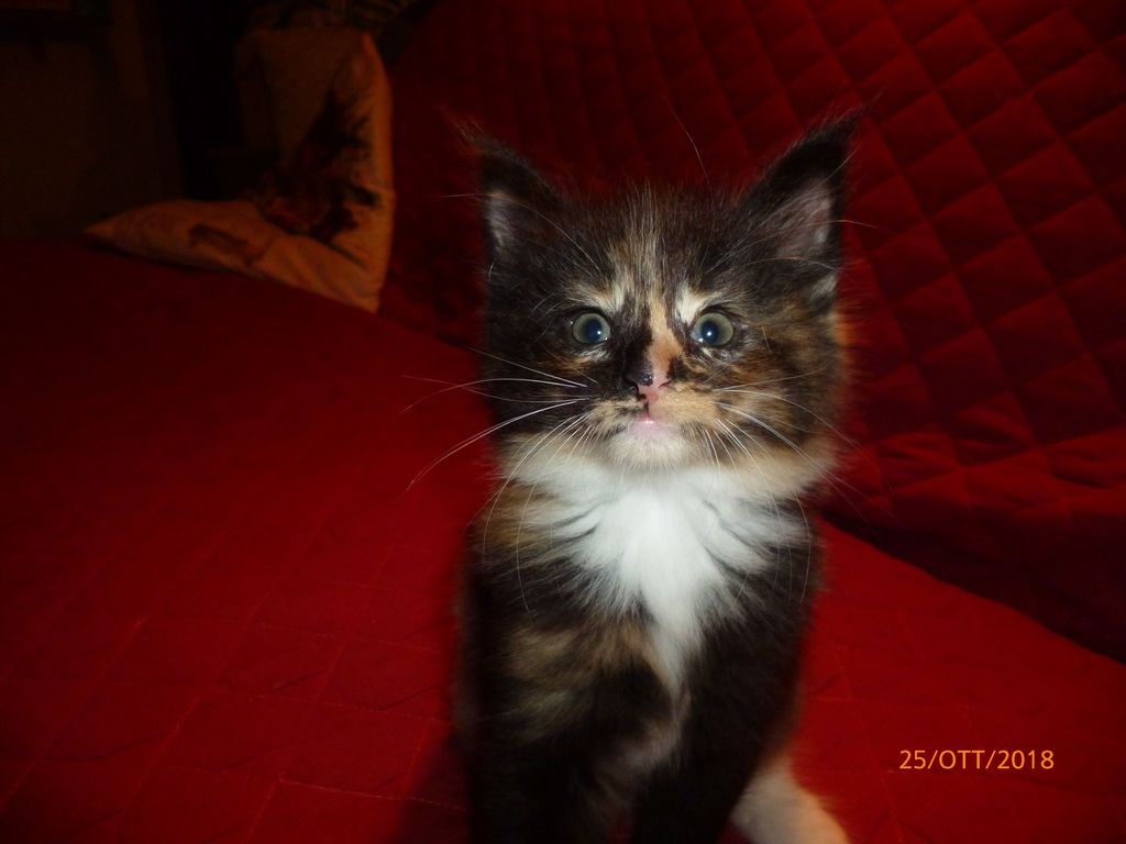 Gatti Norvegesi - cuccioli