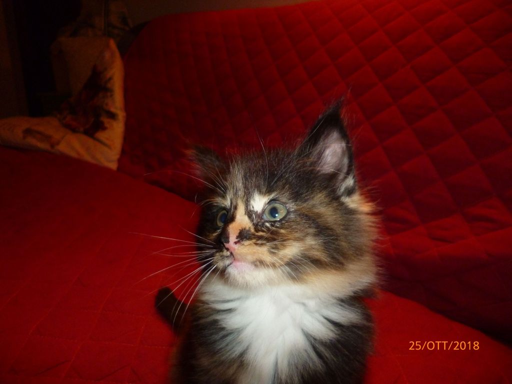 Gatti Norvegesi - cuccioli