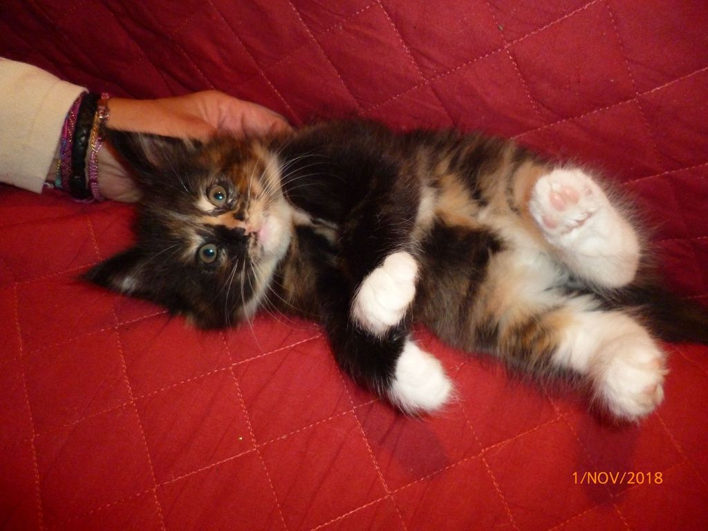 Gatti Norvegesi - cuccioli