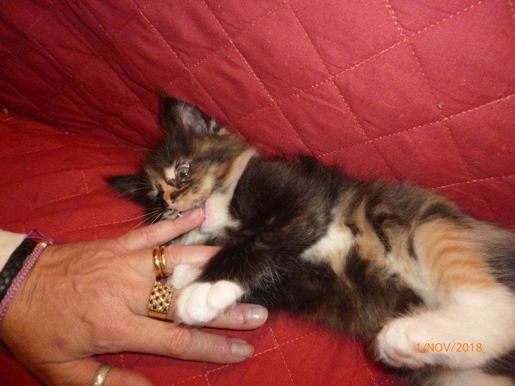 Gatti Norvegesi - cuccioli