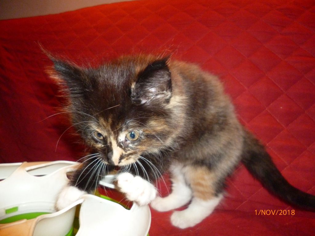 Gatti Norvegesi - cuccioli