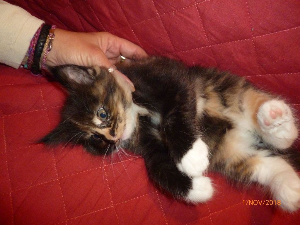 Gatti Norvegesi - cuccioli
