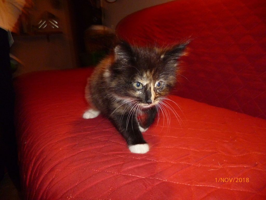 Gatti Norvegesi - cuccioli