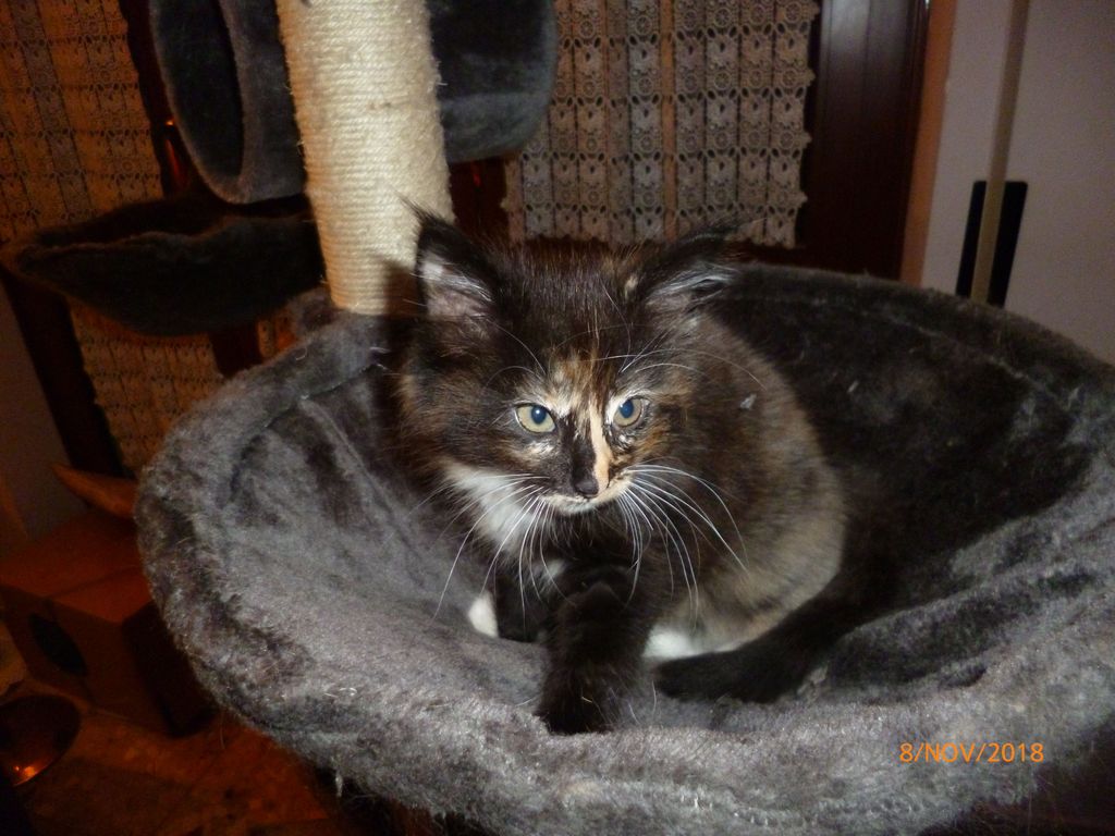 Gatti Norvegesi - cuccioli