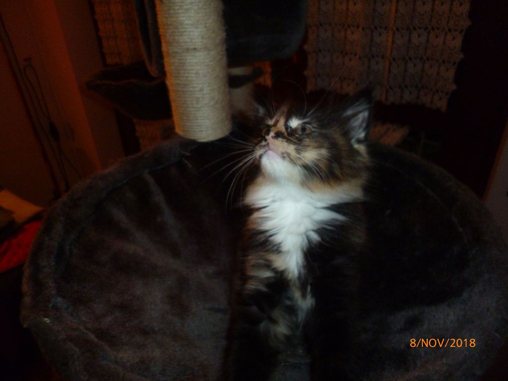 Gatti Norvegesi - cuccioli