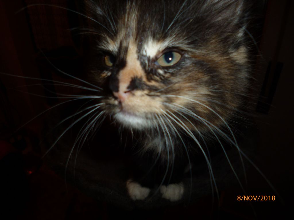 Gatti Norvegesi - cuccioli