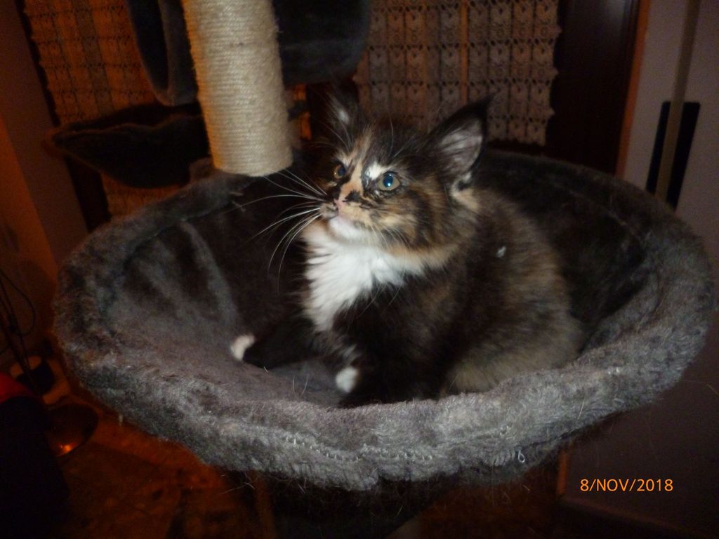 Gatti Norvegesi - cuccioli