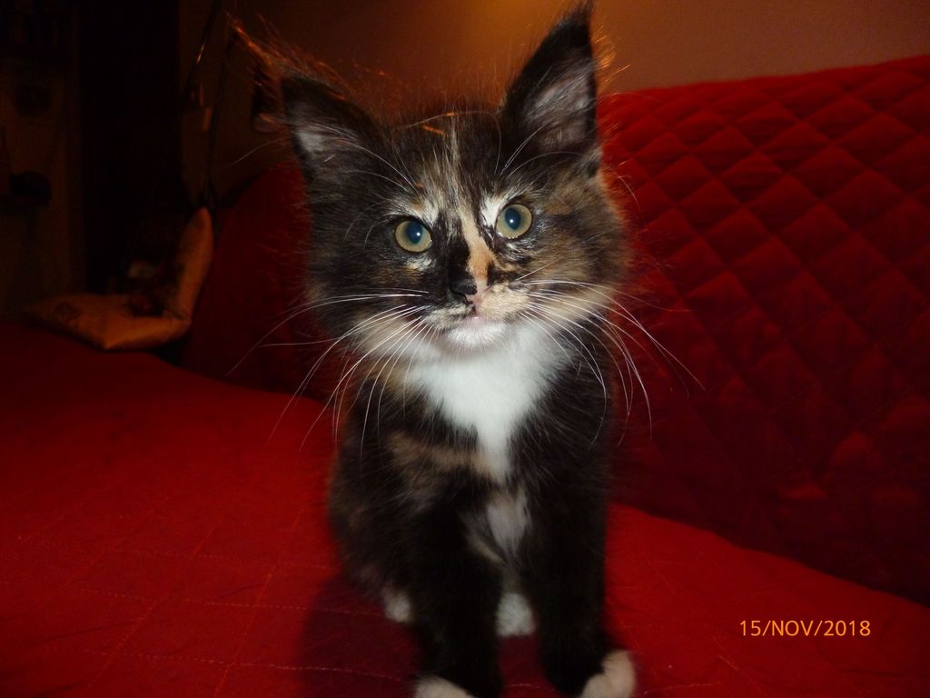 Gatti Norvegesi - cuccioli