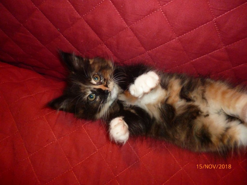 Gatti Norvegesi - cuccioli