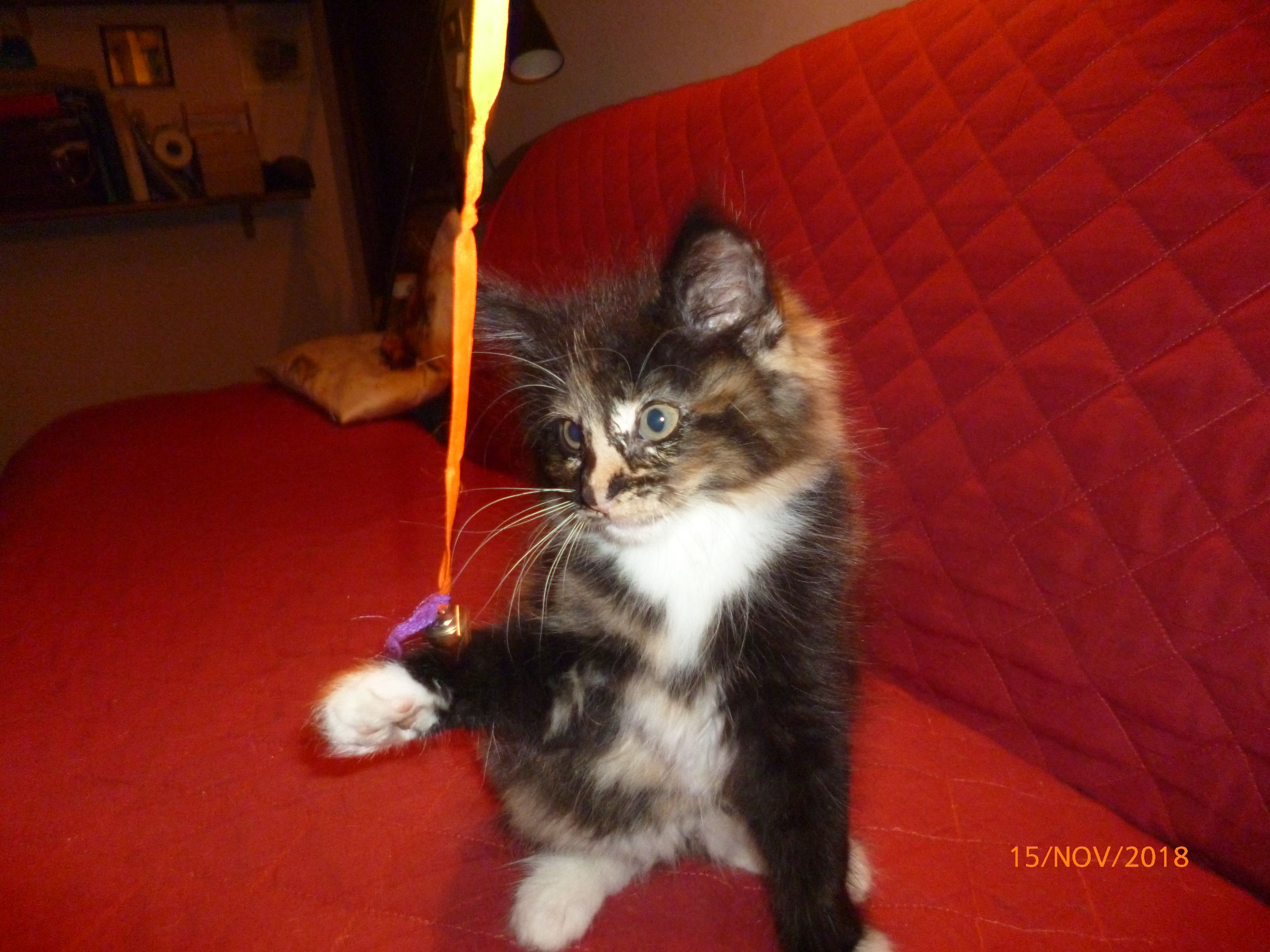 Gatti Norvegesi - cuccioli