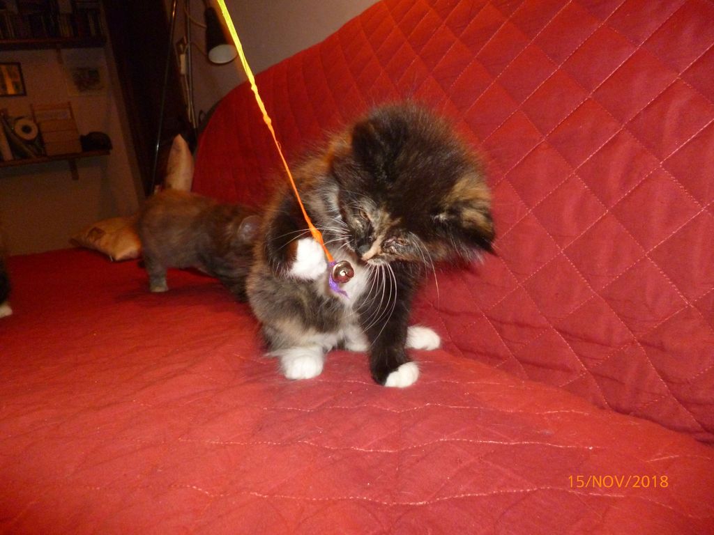 Gatti Norvegesi - cuccioli