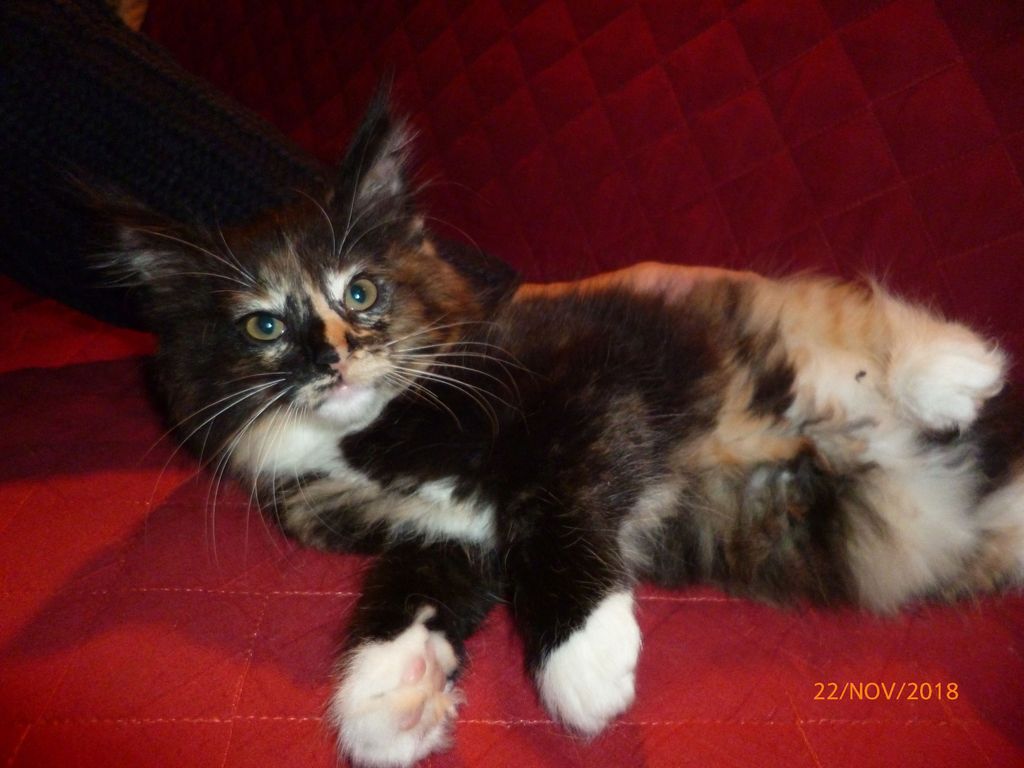 Gatti Norvegesi - cuccioli