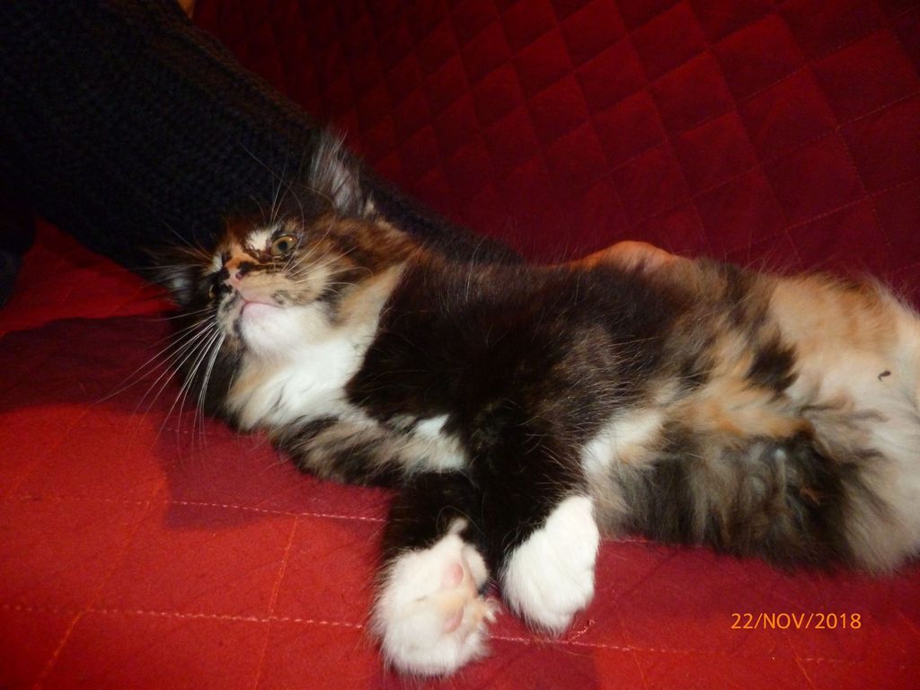 Gatti Norvegesi - cuccioli