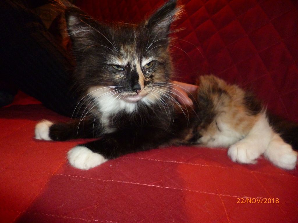 Gatti Norvegesi - cuccioli