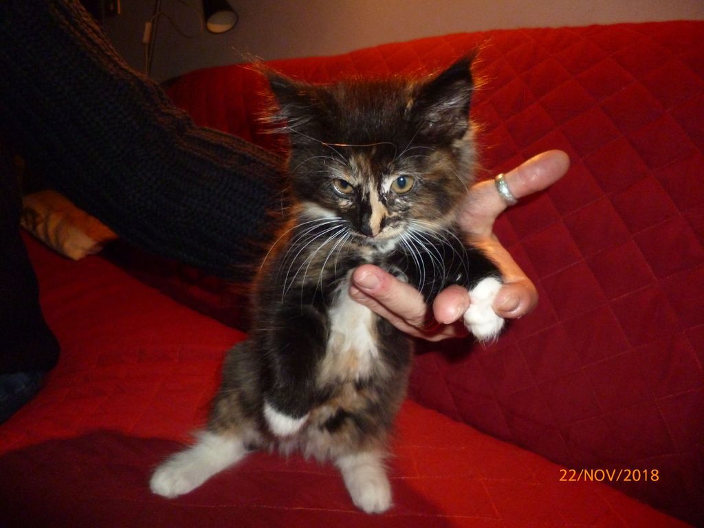 Gatti Norvegesi - cuccioli