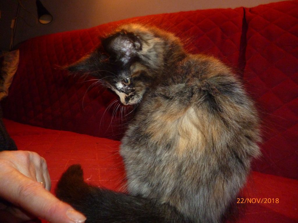 Gatti Norvegesi - cuccioli