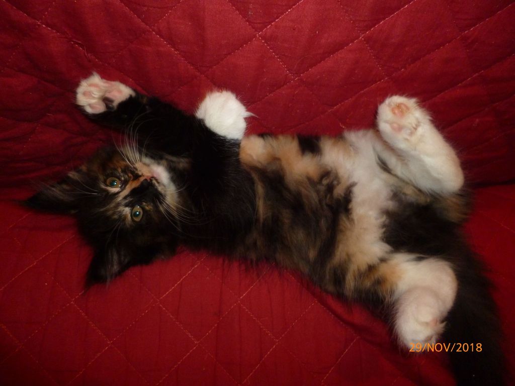 Gatti Norvegesi - cuccioli
