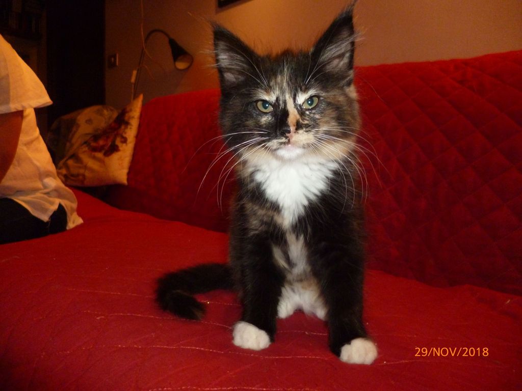Gatti Norvegesi - cuccioli