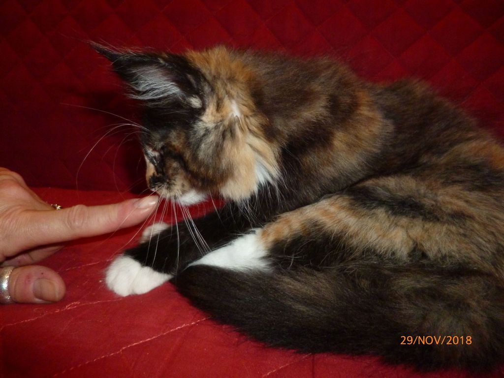 Gatti Norvegesi - cuccioli