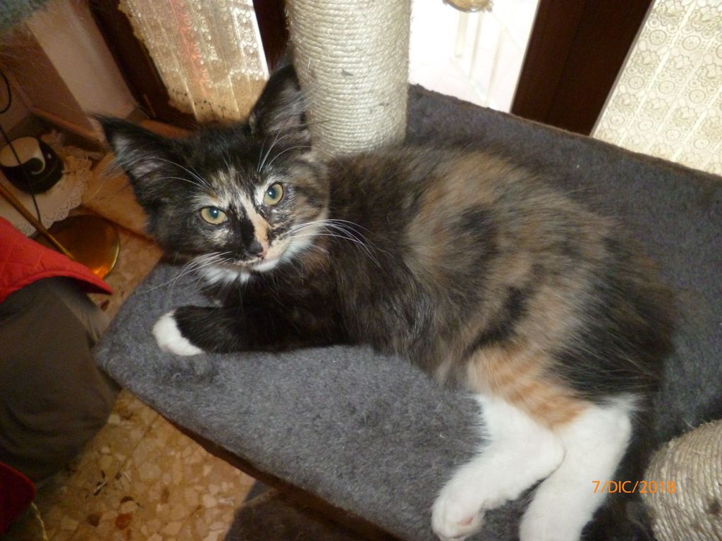 Gatti Norvegesi - cuccioli