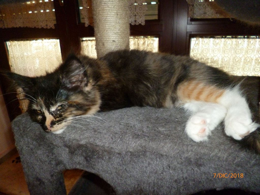 Gatti Norvegesi - cuccioli
