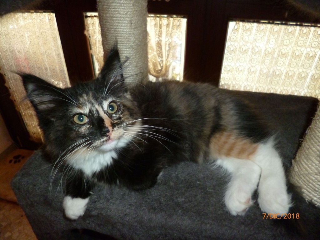 Gatti Norvegesi - cuccioli