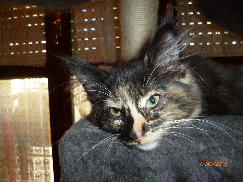 Gatti Norvegesi - cuccioli