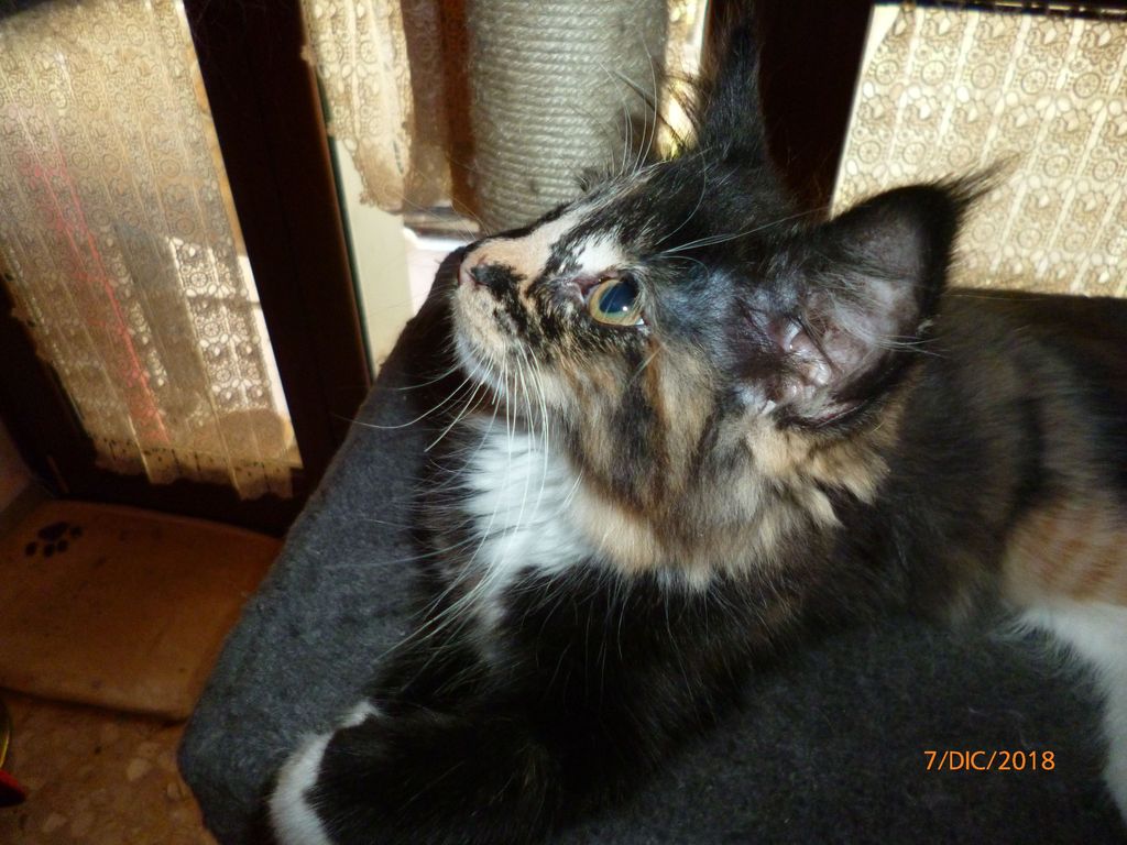 Gatti Norvegesi - cuccioli