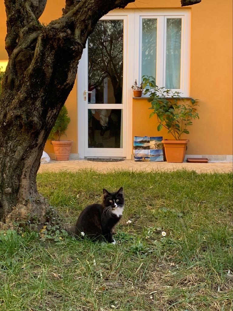 Gatti Norvegesi - cuccioli