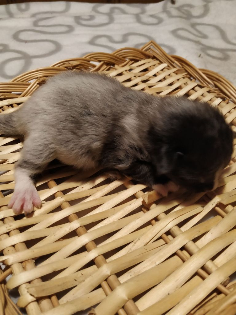 Gatti Norvegesi - cuccioli